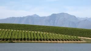Image 6 Vineyard 298 x 168 . jpg